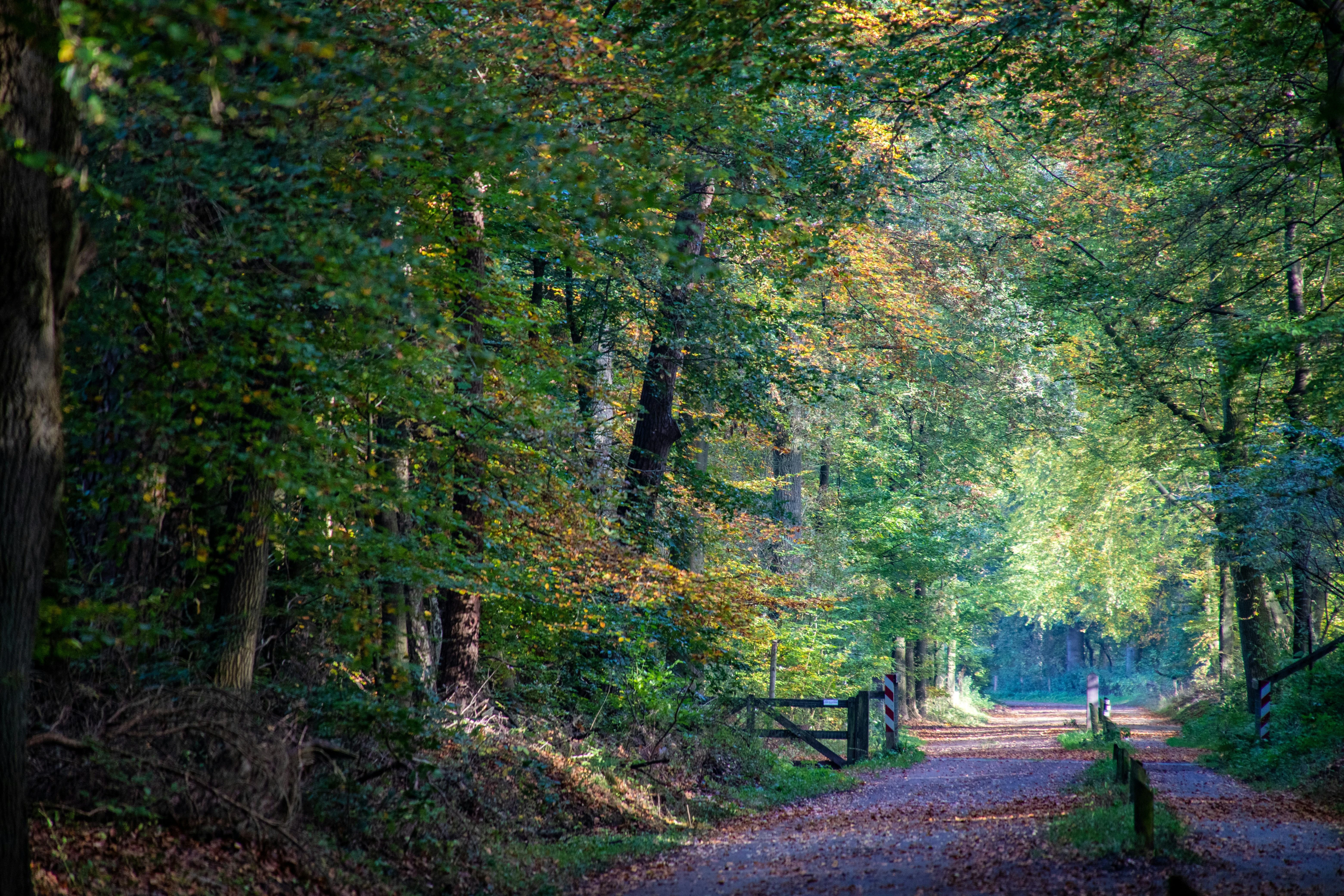 Bomen