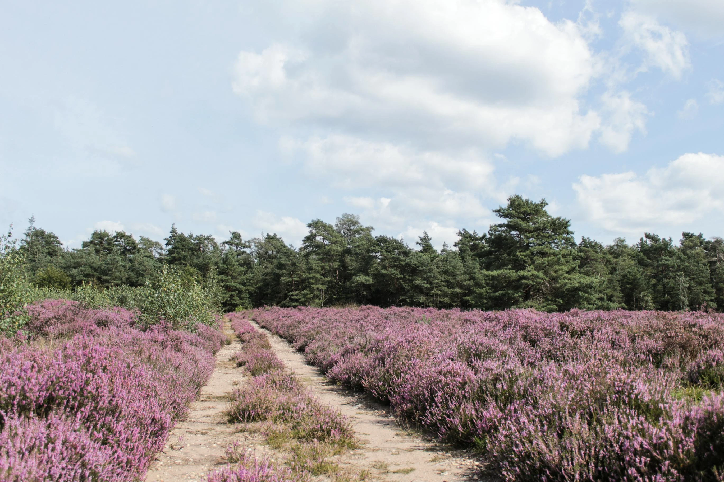 Heide met een weg richting de bomenlijn