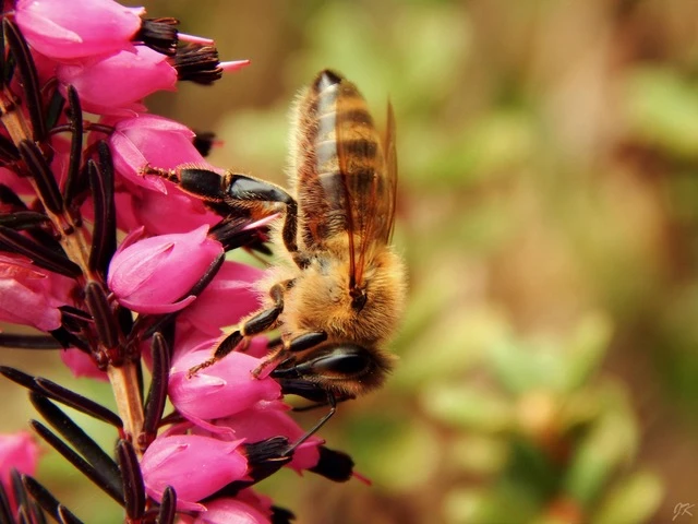 Close-up van een bij op heide